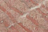 Mesoproterozoic Stromatolite (Parallelophyton) Slab - Russia #286400-1